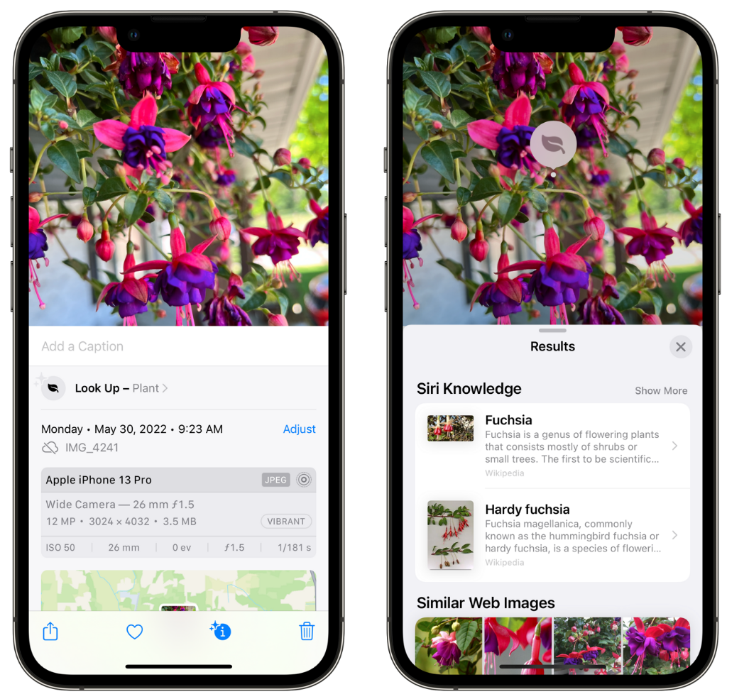 梅列苹果手机维修分享小技巧：使用 iPhone 相机识别花卉植物 